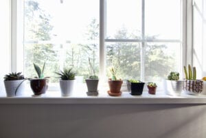 Plants sitting on window sill